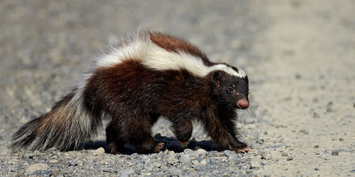 Tử vong sau ghép thận từ người hiến mắc bệnh dại 1 1765174865 1765174917 5345 1765175118.jpg