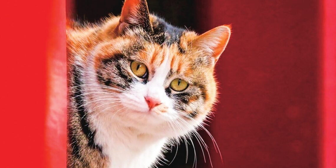 48708f61 3cde 456b b560 4ce46e 9407 9494 1766204781.jpg