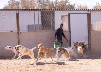 589771794 1239156078259741 193 2051 6012 1765706551.jpg