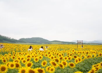 dvh01832 jpg 1766480519.jpg