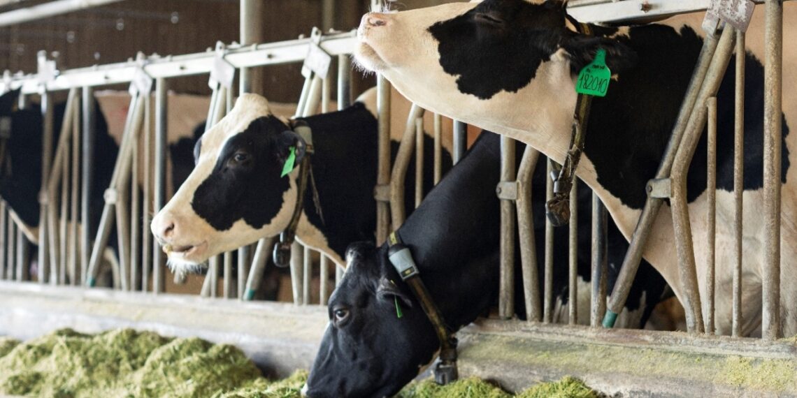 pr3vinamilkgfa2vnexpressnhthum 1307 6990 1765795460.jpg