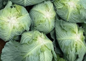 Ăn bắp cải có bị bướu cổ không? an bap cai co bi buou co khong 83352.jpg