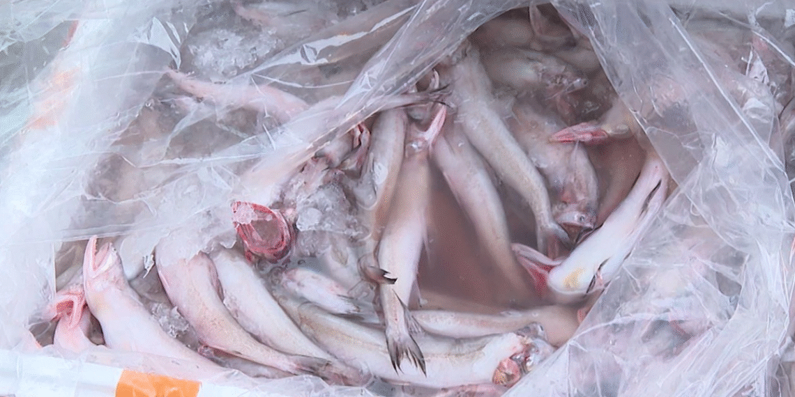 ca khoai trung quoc 1766464407 3623 2986 1766544312.png