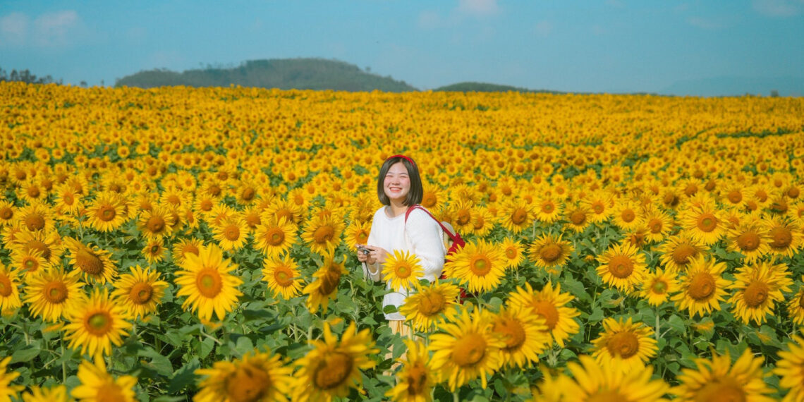 canh dong hoa huong duong cach ha noi 250km khach di tu nua dem toi check in 1715.jpg