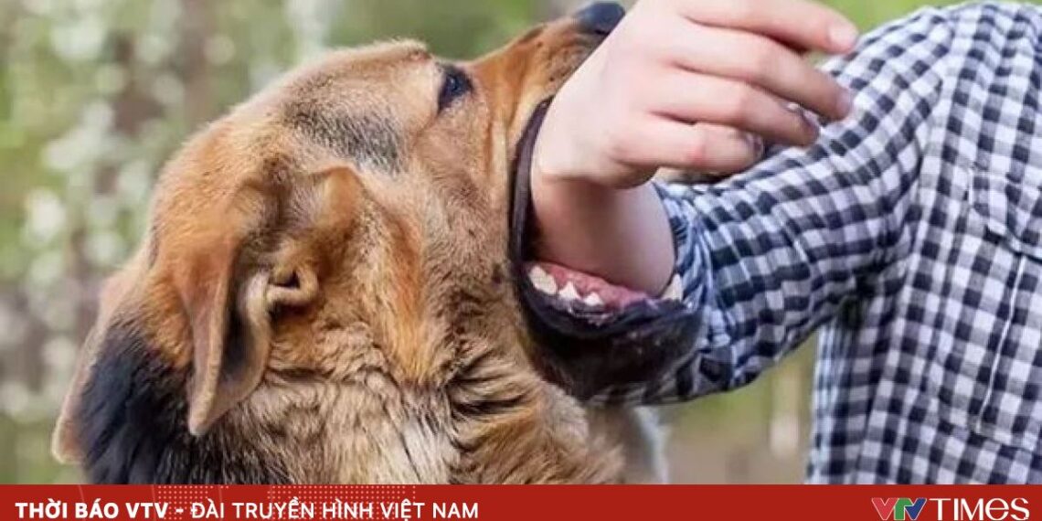 cho can f7585902 3509 4a25 9cc1 831266d19916 66654396638779935776203.jpg