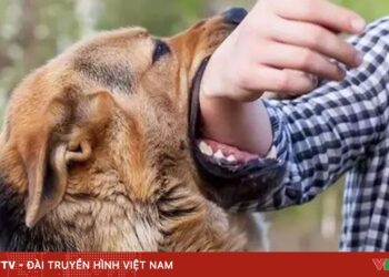 cho can f7585902 3509 4a25 9cc1 831266d19916 66654396638779935776203.jpg