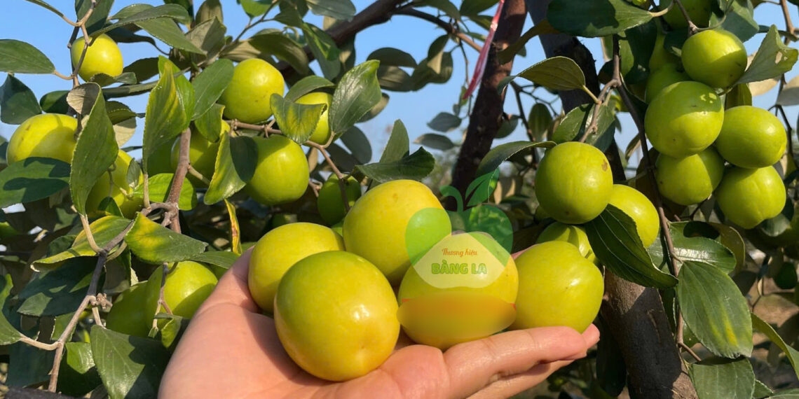 dac san hai phong trong tren nen dat muoi vi ngot nhu duong an gion mat 1128.jpg