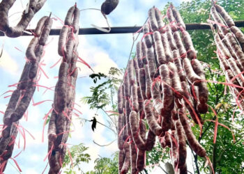 dac san lang son co gia vi dac biet tu nui da hap dan du khach gan xa 1243.jpg