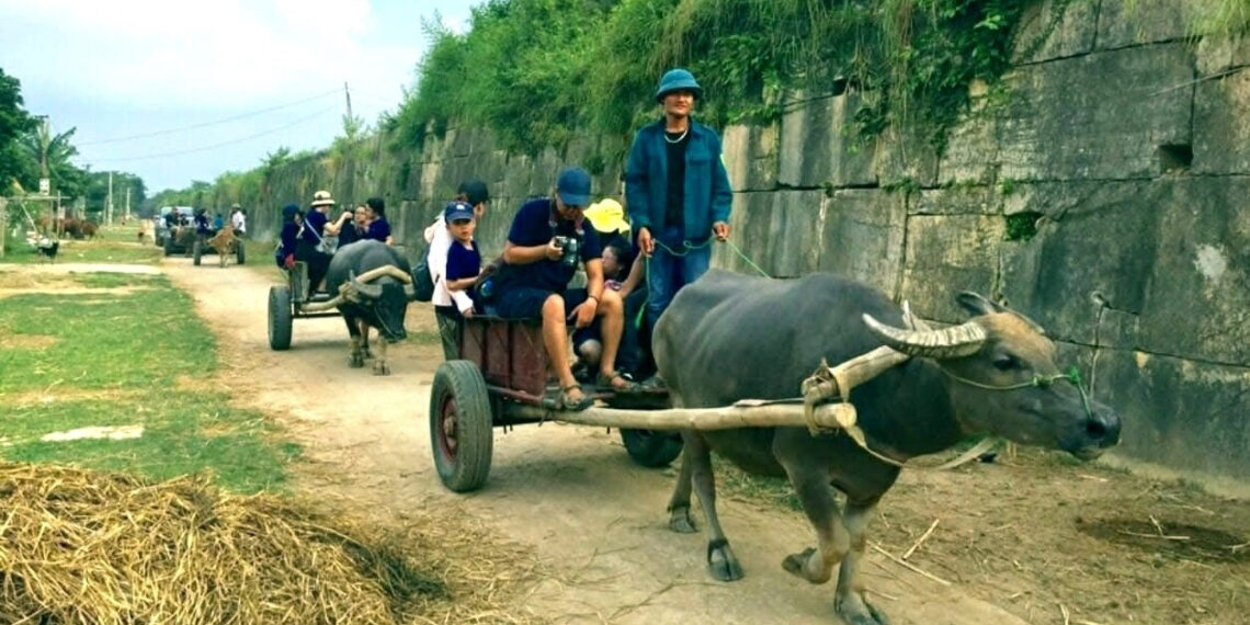 du khach thich thu trai nghiem xe trau ngam canh binh yen quanh thanh nha ho 1643.jpg