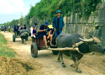 du khach thich thu trai nghiem xe trau ngam canh binh yen quanh thanh nha ho 1643.jpg