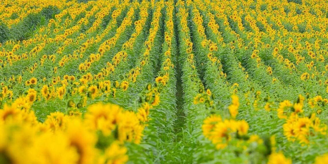 image001 1765604283 2826 17657 5793 8052 1765703134.jpg