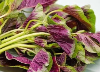 loai rau rat de trong nhieu canxi hon ca sua 1194.jpg