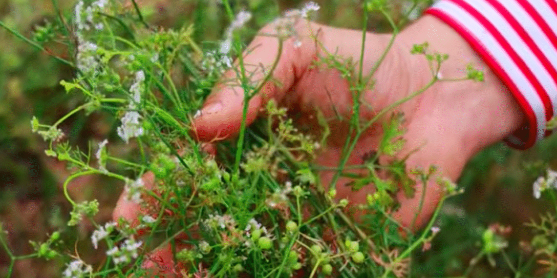 Loại rau thơm quen thuộc là vị thuốc trị cảm, giúp ngủ ngon loai rau thom quen thuoc la vi thuoc tri cam giup ngu ngon 1316.png