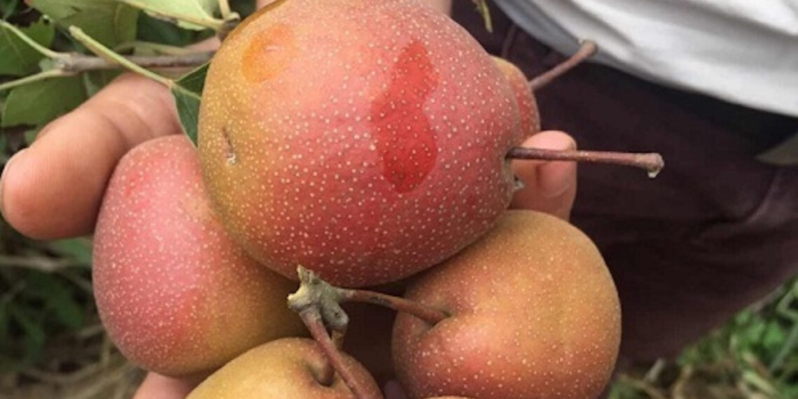 nhieu loai qua an hang ngay khong khien ban tang can 858.jpg