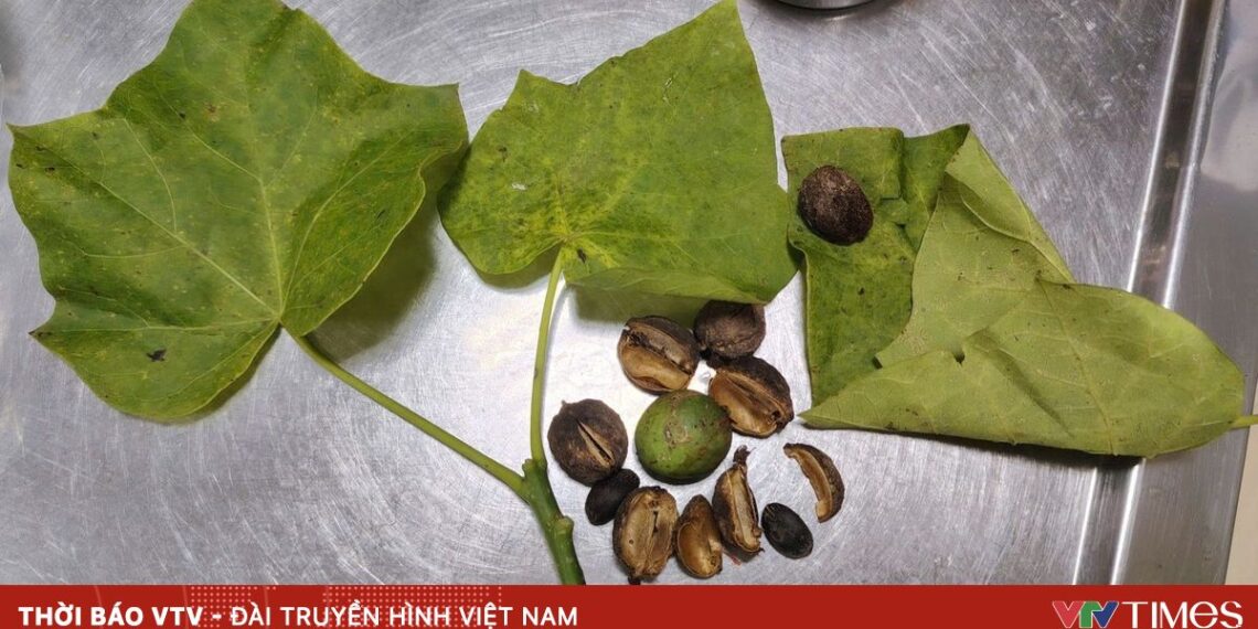 qua dau 95066266189562541642946 04655580020619834891453.jpg