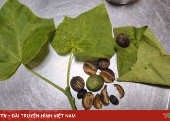 Ba trẻ nhập viện sau khi ăn hạt dầu mè mọc hoang qua dau 95066266189562541642946 04655580020619834891453.jpg