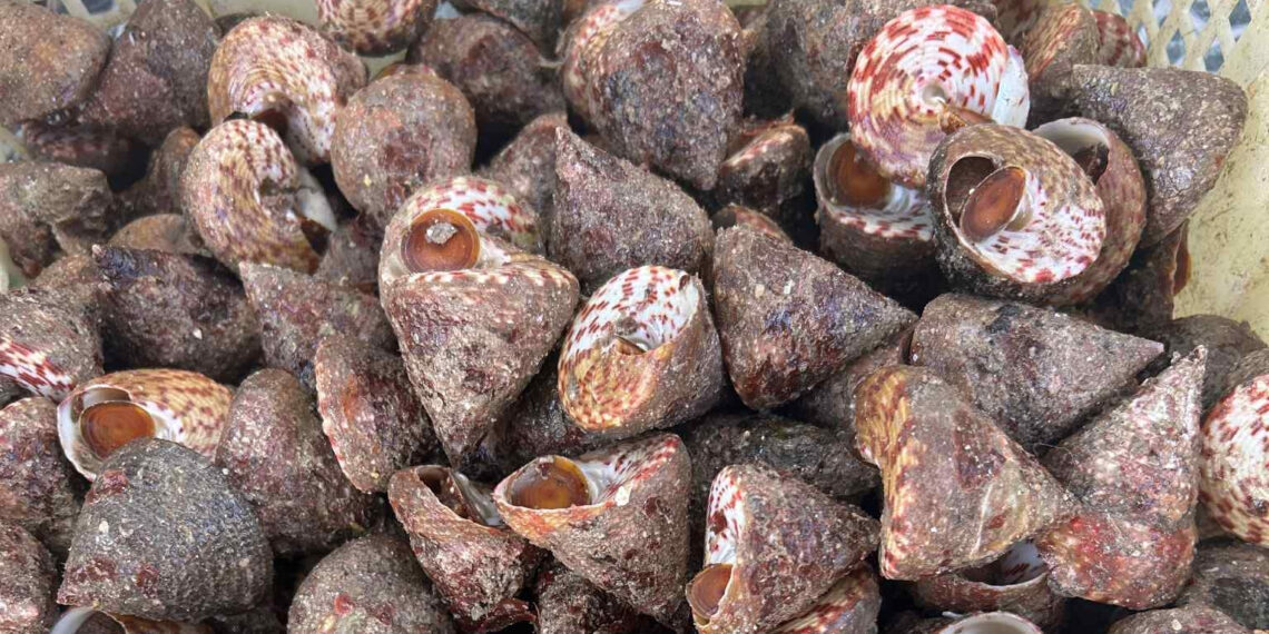 san vat troi ban o bien viet co ten nguong do mat an gion san sat ngot ngon 2445.jpg