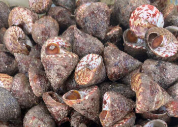 san vat troi ban o bien viet co ten nguong do mat an gion san sat ngot ngon 2445.jpg