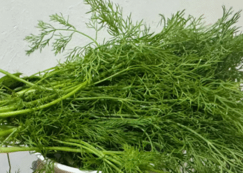 2 loại rau gia vị nên ăn mỗi ngày trong mùa đông thi la 123 2923.png