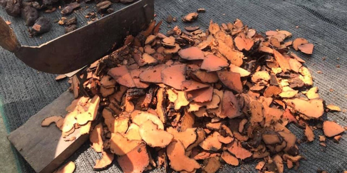 tien si da lieu chi ra sai lam trong cach uong ha thu o chua toc bac som 1798.jpg