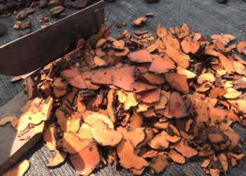 tien si da lieu chi ra sai lam trong cach uong ha thu o chua toc bac som 1798.jpg