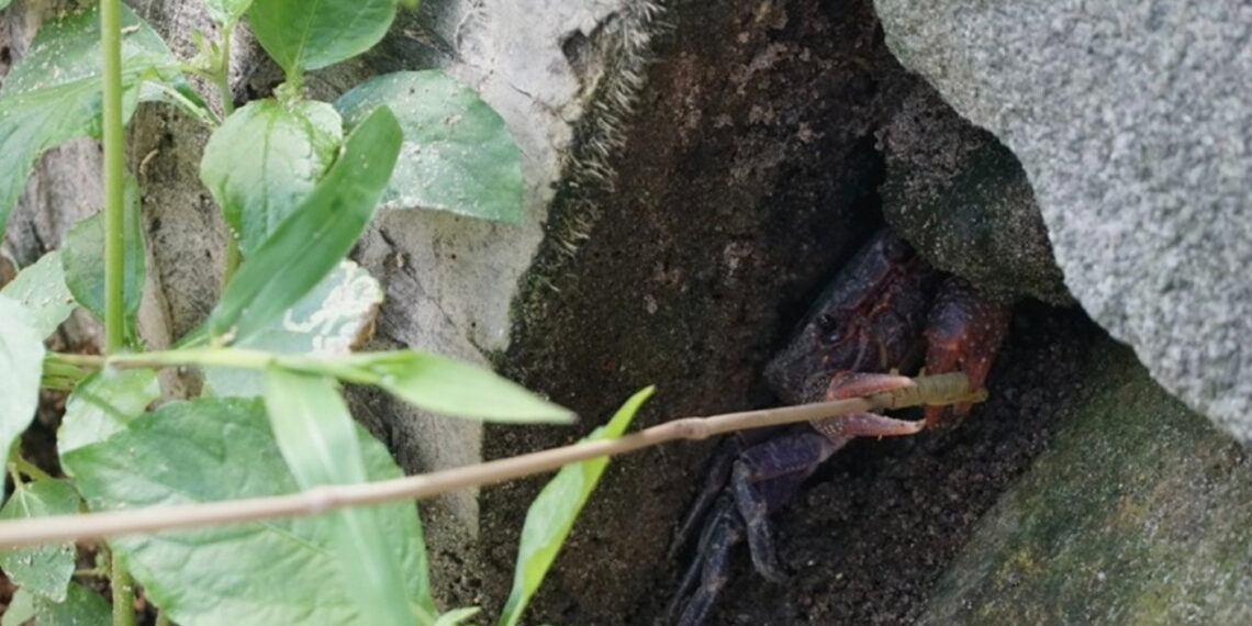 Tuyệt chiêu câu loài đặc sản được du khách săn đón ở núi Cấm tuyet chieu cau loai dac san duoc du khach san don o nui cam 3386.jpg