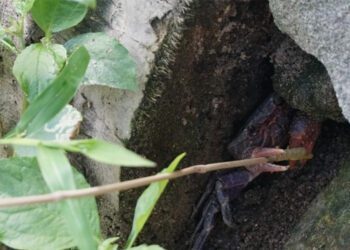 tuyet chieu cau loai dac san duoc du khach san don o nui cam 3386.jpg