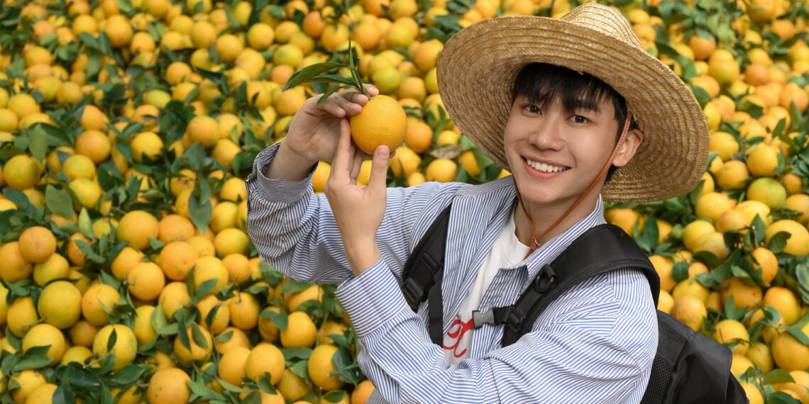 vuon cam chin mong sai triu cach ha noi hon 100km khach ghe 3 lan chua chan 475.jpg