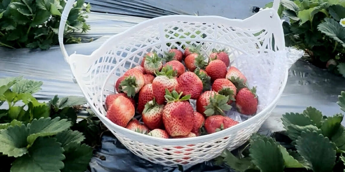 6 loai rau qua chua nhieu vitamin c hon dau tay 2552.jpg