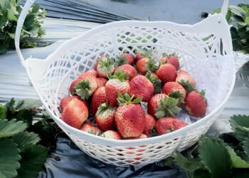 6 loai rau qua chua nhieu vitamin c hon dau tay 2552.jpg