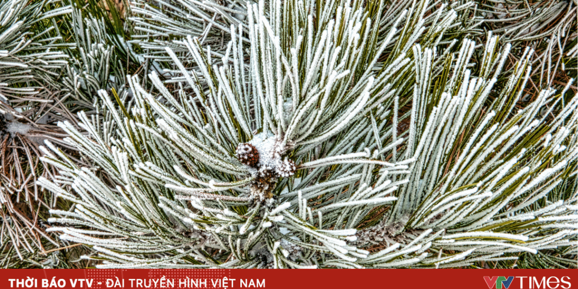 Khi sương muối xuất hiện, mối nguy sức khỏe nào đi kèm? anh minh hoa 2 23370730468637612479625 72976229912839695547404.png