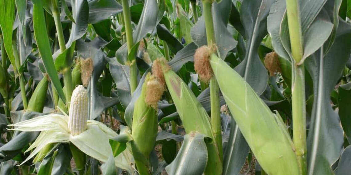 bo phan thuong bi bo di cua bap ngo la vi thuoc quy chua soi than 2952.jpg