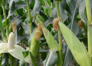 bo phan thuong bi bo di cua bap ngo la vi thuoc quy chua soi than 2952.jpg