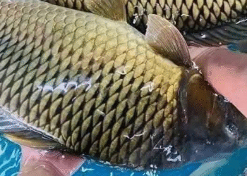 ca chep duoc ban day cho giau omega 3 tot cho tim mach 1479.png