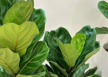 cay bang singapore dac diem y nghia phong thuy va cach trong giup hut tai loc 443.png