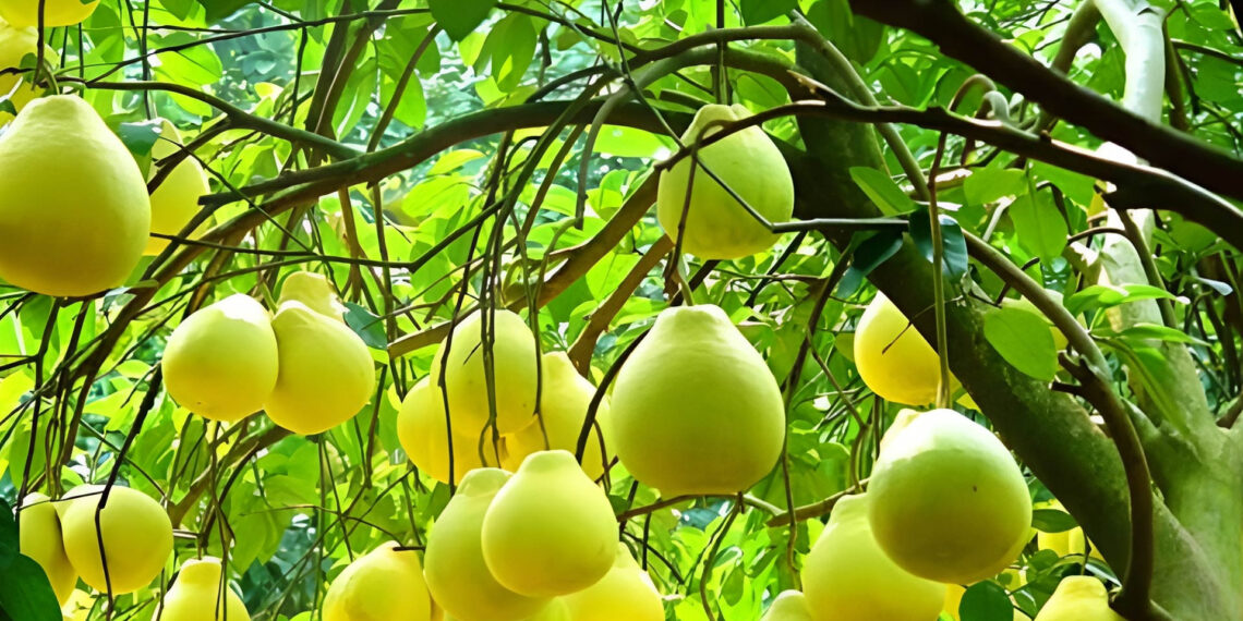 cay buoi trong phong thuy vi sao duoc coi la kho loc cua nhieu gia dinh 1165.jpg