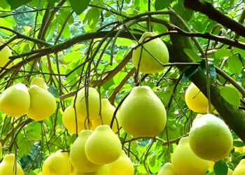 cay buoi trong phong thuy vi sao duoc coi la kho loc cua nhieu gia dinh 1165.jpg