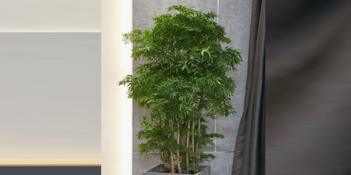 cay dinh lang truoc nha cach giu loc ben lau cho khong gian song 2987.png