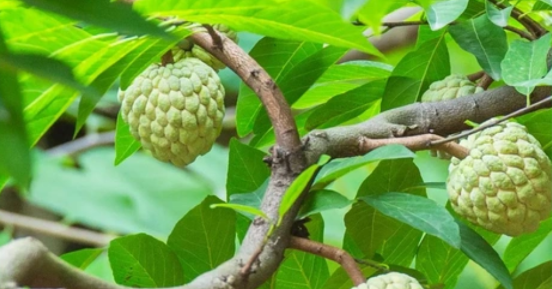 Cây na trước nhà: Dễ trồng, sai quả, hút tài lộc cay na truoc nha de trong sai qua hut tai loc 1399.png