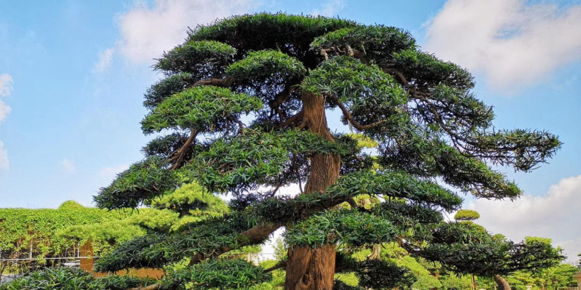 cay thong loai cay giu khi giu loc duoc nha vuon biet thu ua chuong 2661.png