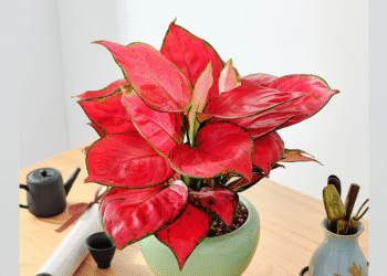 cay van loc sac do cat tuong mang phu quy vao nha dip tet 3286.png