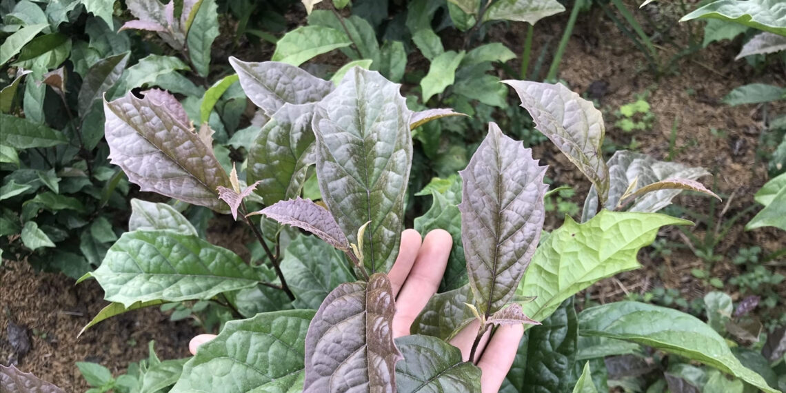 Cây xạ đen chứa chất ức chế ung thư nhưng ai không nên dùng? cay xa den chua chat uc che ung thu nhung ai khong nen dung 718.jpg