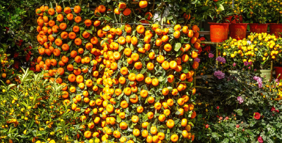 chung quat ngay tet cach chon va dat cay de ruoc loc dau nam 2389.png