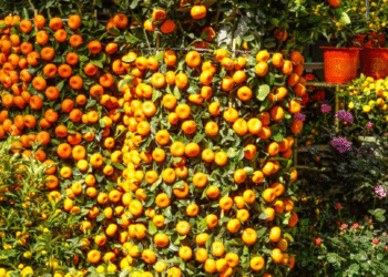 chung quat ngay tet cach chon va dat cay de ruoc loc dau nam 2389.png