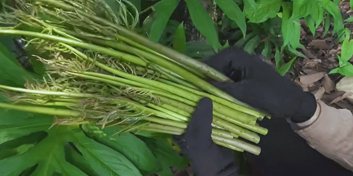 dac san troi cho o tphcm khong can cham van lon an gion san sat 3165.gif