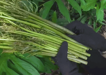 dac san troi cho o tphcm khong can cham van lon an gion san sat 3165.gif