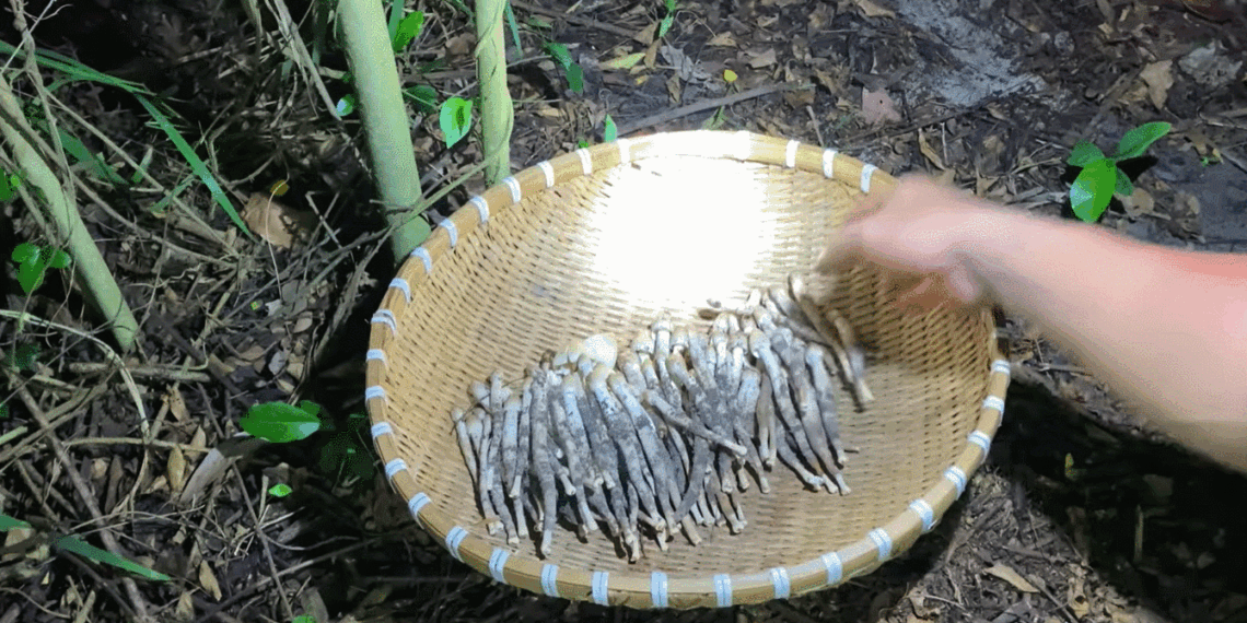 dac san vinh long moc tu o moi moi nam chi co mot mua co tien cung kho mua 1681.gif