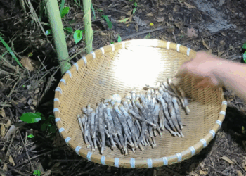 dac san vinh long moc tu o moi moi nam chi co mot mua co tien cung kho mua 1681.gif