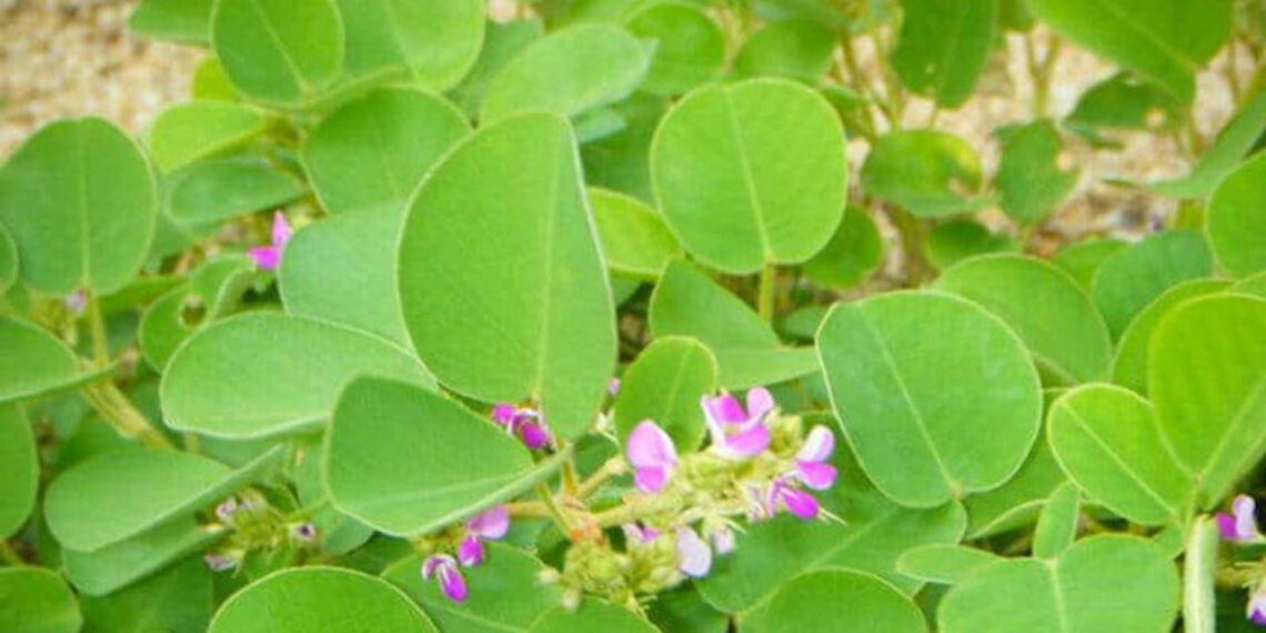 hai loai cay moc dai ho tro dao thai soi than hieu qua 2663.jpg