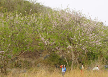 hoa do mai ruc hong tren doi o tphcm du khach ru nhau den san anh 2719.jpg